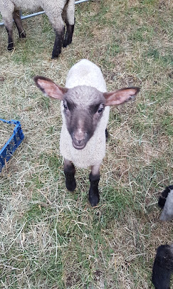 Un jeune agneau
