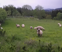 Nos brebis au pâturage