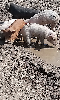 Nos cochons élevés en plein air