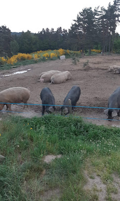 Le troupeau de cochons au pré